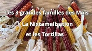Les 3 grandes familles du Maïs, la Nixtamalisation et les Tortillas