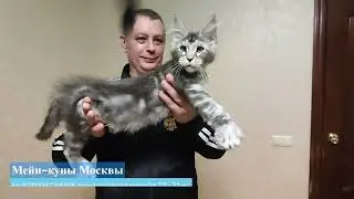 Мейн-кун парнишка - полидакт 6/6/6/6, черный серебристый мрамор (ns 22), 3,5 месяца.