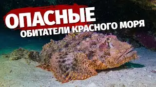 ⛔️ Самые опасные морские обитатели Красного моря 🇪🇬 Египет 2022