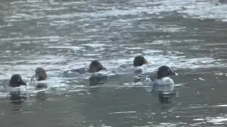 Goldeneyes Diving