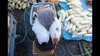 しろと大根洗 Radish wash 191115