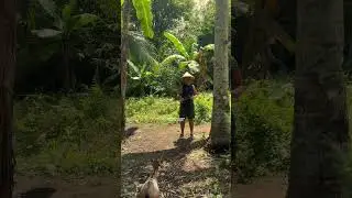 PASTOL NG KAMBING SA PROBINSYA