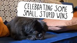 Celebrating Some Small, Stupid Wins