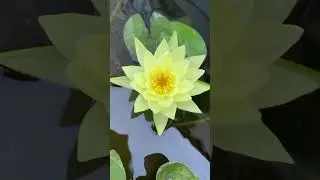 Горшечный садик 31 июля 24г🌸🕊️🌼🕊️🌺🕊️