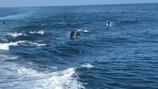Playing with a dolphin pod off of Newport Beach with some dolphins surfing the wake.