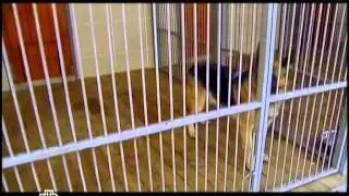 Смотр - 2011.12.31 (