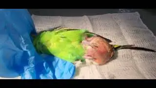 Экстирпация опухоли  яйцевода у волнистого попугайчика