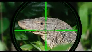 anak-anak menangkap biawak  (children catch a lizard)