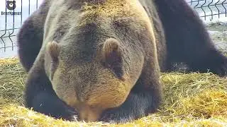 Sweet bear🐻🥥/Bear Mansur