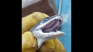 Simple method of snakes identification using their teeth