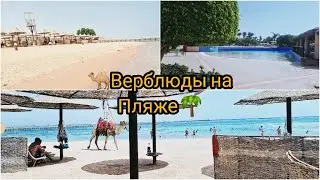 Египет 2020 СЕНТЯБРЬ.Обзор пляжа и территории отеля от ресторана до номера.Верблюды 🐫 на пляже 🌴