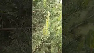 Сосновая хвоя из горного Дагестана
