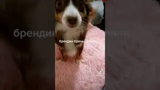 magic songs, собака поет