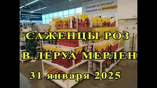 Саженцы роз в Леруа2025 год