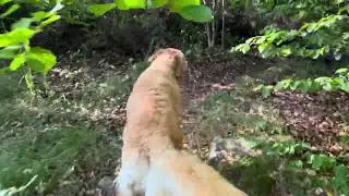 Покорил еще один верх горы Витоша!