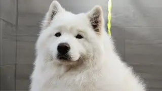 I didn't know my dog was WHITE! | Samoyed Dog