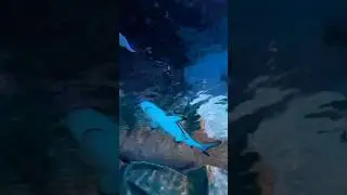 The first Oceanic AQUARIUM in Doha Qatar Hamad Port Visitors Center #hamadportaquarium