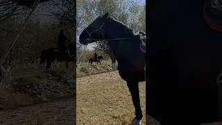 САМЫЙ КРАСИВЫЙ КОНЬ🔥