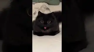 CHute kitty. what a smile 😍😍#kitty #smile #viralvideo