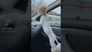 Саня прикол новинка 🔥😄