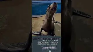 Seal 🎧