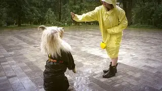 World most cutesTop 22\ of Adorable Puppies 🐶