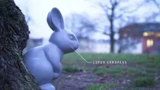Najmodniejszy w tym sezonie ZAJĄC!
