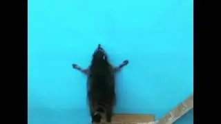 Быстро танцующий енотик :-)
