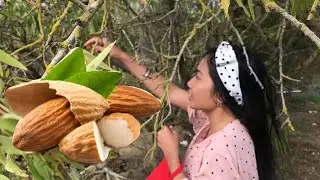 FRANCE 🇫🇷 | PANEN ALMONDS GRATIS 😍 KALAP SAMPAI 5KG