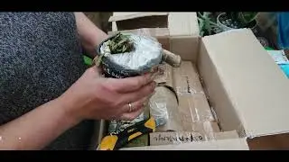 Новые растения. Посылка от Елены 