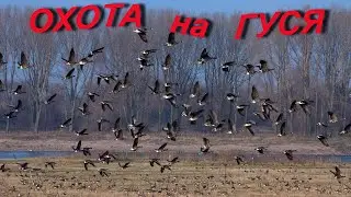 # 42 Hunting for a goose !!! Full version !!!