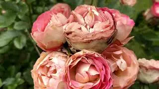 Roses are blooming in the garden. Westerland, Acropolis, Pomponella, Salita, Winter Lodge, Darcy ...