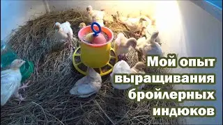 Выращивание бройлерных индюков на мясо