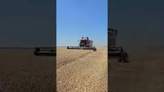 Гомсельмаш врывается в уборку #агроном #farming #agriculture #уборочная