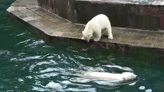 Dangerous jumps into the water of two cubs angered mother Gerda.
