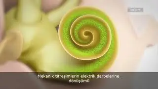 Nasıl işitiriz?