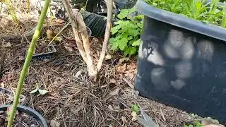 Обрезка куста голубики Дюк.
