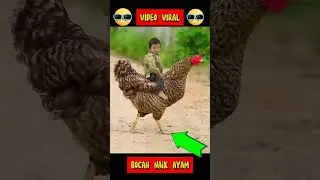 🤯VIRAL Bocah naik ayam‼️#shorts