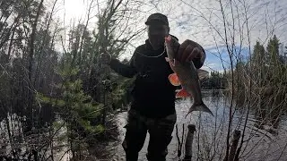 Spring Iz on ultralight.