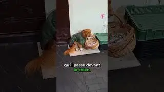 Ce chien est incroyable #histoire #incroyable