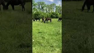 А у вас сколько лошадей ???