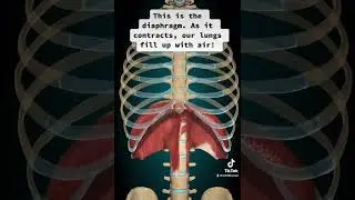 The diaphragm!