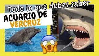 🐬 AQUARIUM of VERACRUZ 🦈 - Dolphins Show!  😃