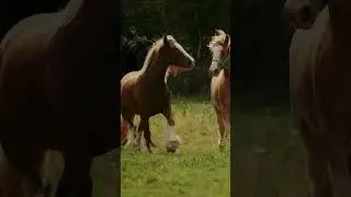 Our horses 🥰😍