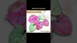35 jenis Nama / Id Keladi