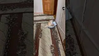 Kitten riding on a robot vacuum cleaner