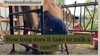 How long does it take to milk a cow?