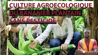 How to successfully grow plantains in agroecological ways