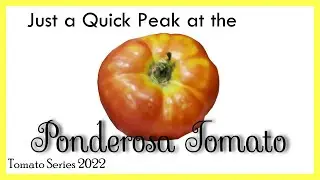 Ponderosa Tomato Quick Look Review