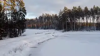Winter + DJI Mavic Mini drone | The first snow | Forest in winter, beautiful landscape - Poland